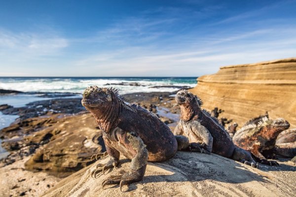 Marine Iguanas in the Santiago island in the Galapagos archipelago