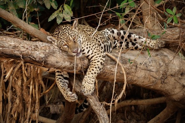 Leopard laying on the tree in Amazon, Pantanal