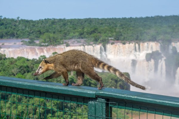 Coati in Iguazu Falls Brazil