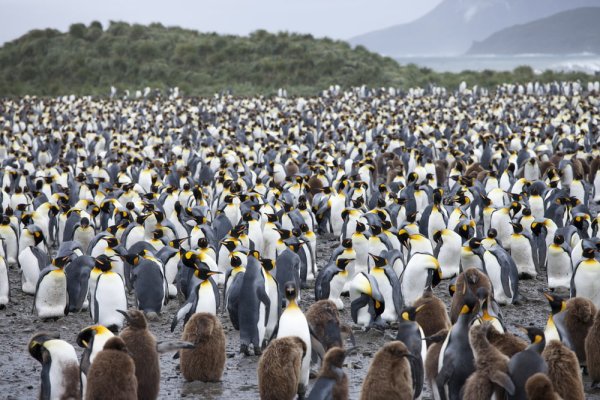 Colony of King Penguins
