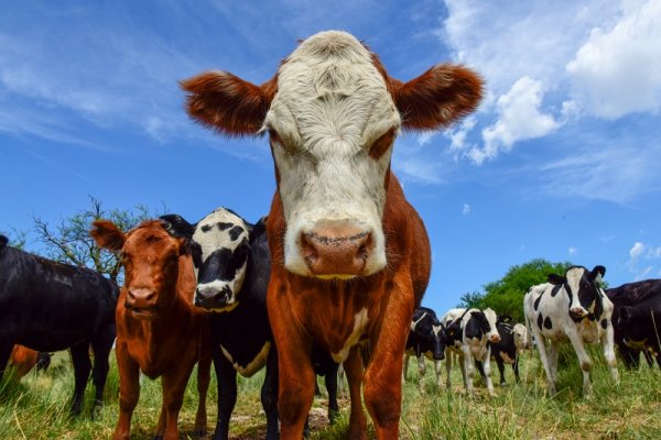 Farming tours with cows