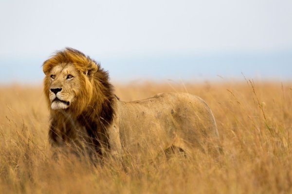 Lion in Tanzania