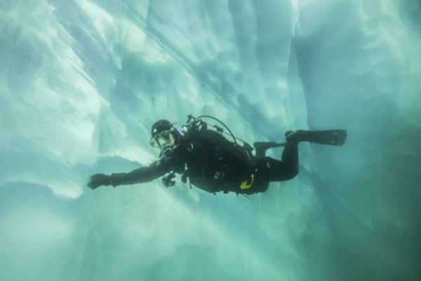 things to do in Antarctica: Scuba Diving in Antarctica