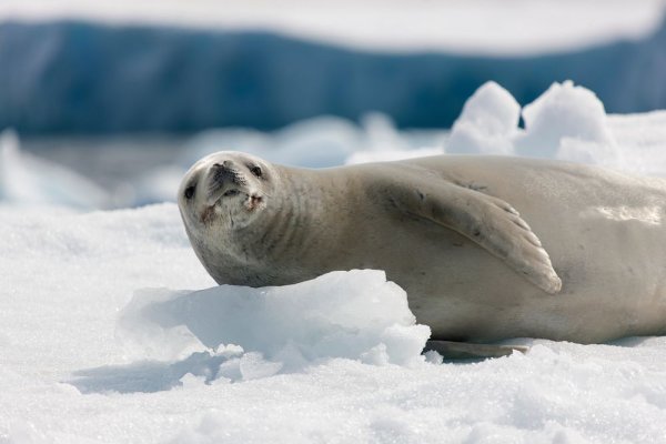 Expeditions in Antarctica, Seals on iceberg