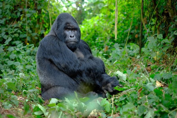 Silverback mountain gorilla in East Africa