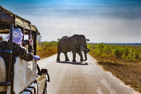 South Africa solo female travel - Elephant on Kruger National Park safari