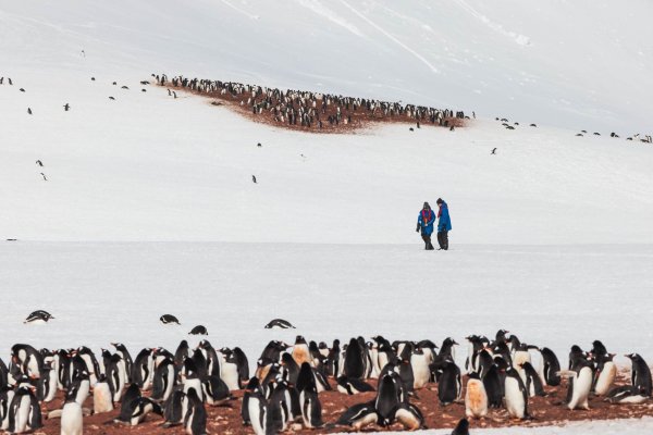 things to do in Antarctica: Stepping Foot on Antarctica with penguin colonies