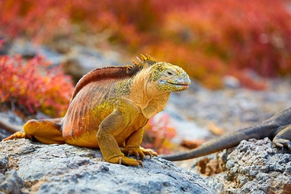 Galapagos Land Iguana, Galápagos Islands