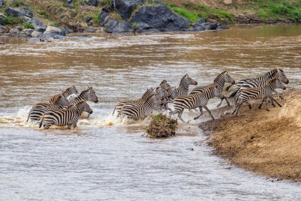Africa wildlife experiences witnessing zebra migration