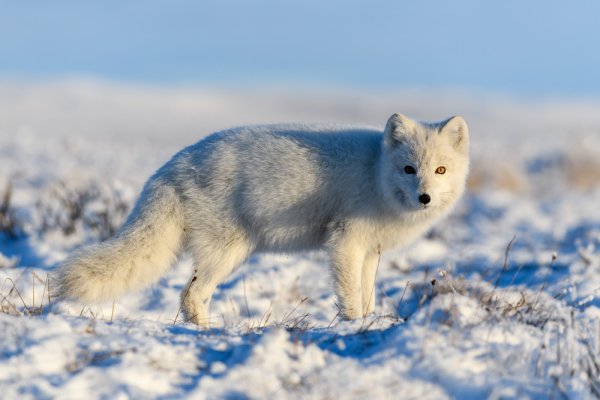 Arctic fox
