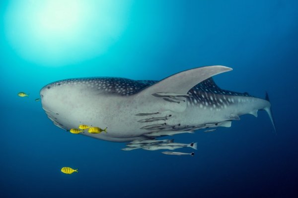 Animal migrations, Whale sharks