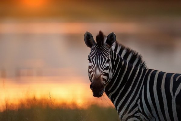 Animal migrations, Zebra in sunset