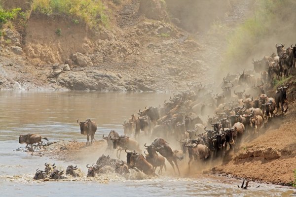 Africa wildlife experiences river crossing