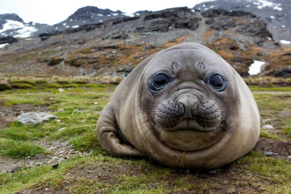 Elephant Seal in South Georgia