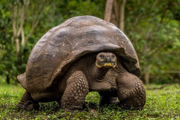 Traditional animal in Galapagos Island the Giant Tortoise