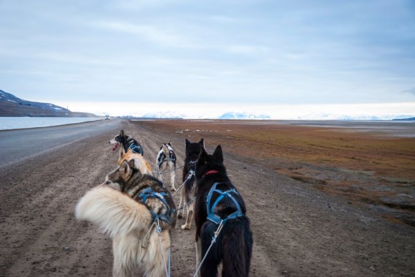 Sledding dogs on a dirt road in Svalbard