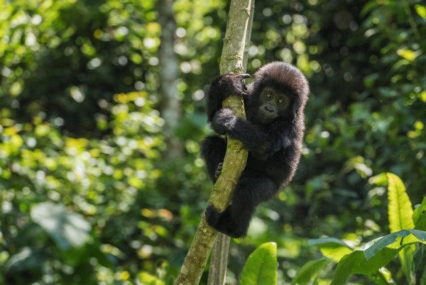 Baby mountain gorilla in Uganda