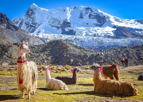 Llama pack in Cordillera Vilcanota Ausungate Cusco Peru