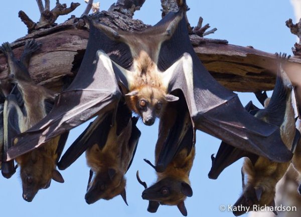 Africa wildlife experiences, Kasanka bat migration 