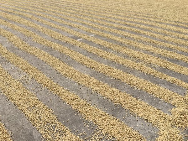 Coffee beans drying under a radiant sun at Doka estate Costa Rica