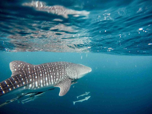 Africa wildlife experiences, whale shark