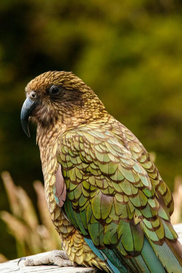 kea bird NZ