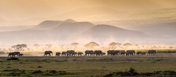 Africa wildlife experiences, Elephant migration