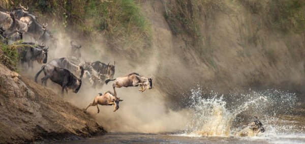 Animal migrations group of Wildebeest crossing the river