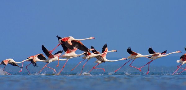 Animal migrations, Flamingo's in Mozambique