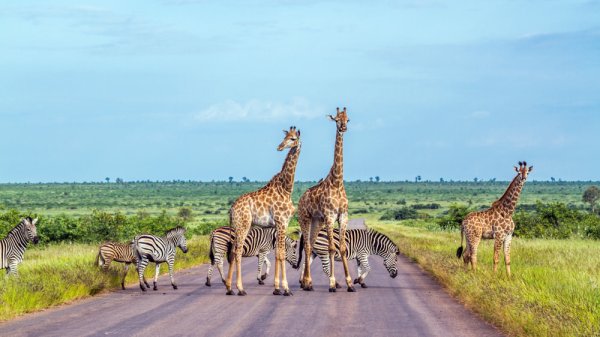 Giraffe and plains zebra in crossing the road in Africa