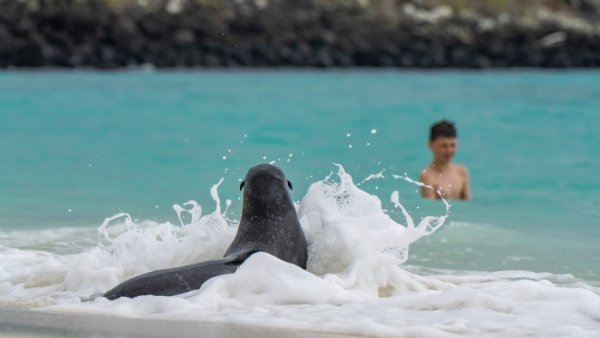 Child in Galapagos waters with sea lion