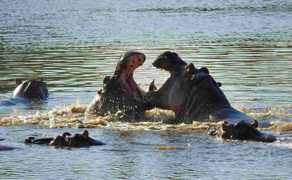 Tanzania southern circuit Hungry angry hippos