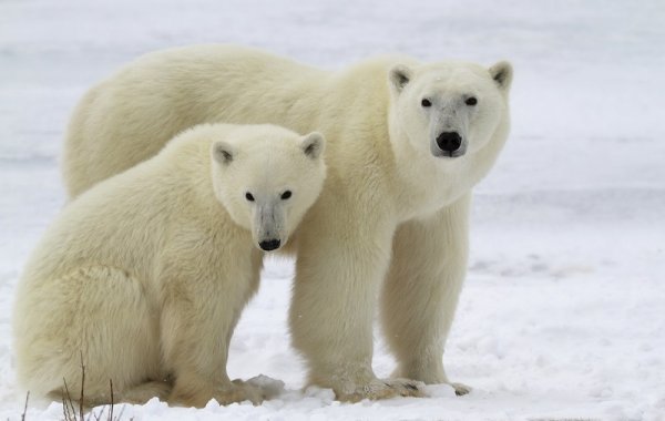 Polar bear with her cub, Canada