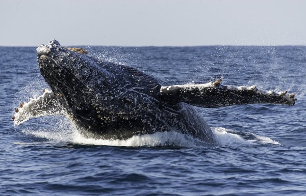 Africa wildlife experiences. Humpback whale breaching during migration