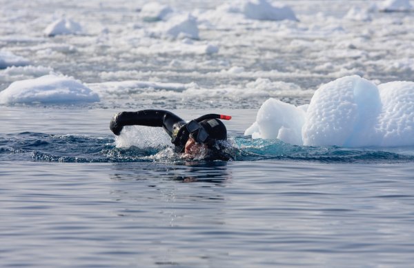 Excursion in Antarctica: Snorkelling