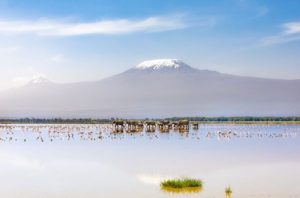 Animal migrations, herd of Elephants walking across the foreground