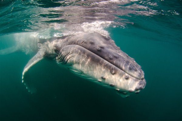 Animal migrations, a humpback whale calf swims in the Indian Ocean