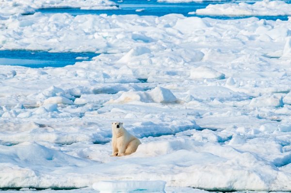 Polar bear sitting on the ice pack in the Arctic Circle