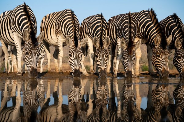 A line of zebras drinking at a water hole in South Africa
