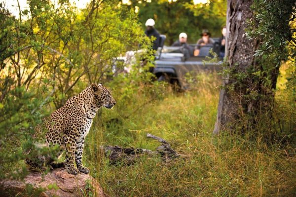 Africa travel ideas game drives in the wild