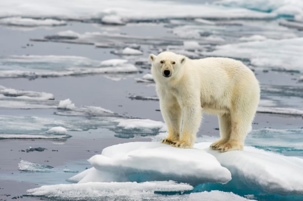 Polar bear standing on an iceberg