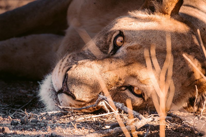 Lioness at Erindi Namibia